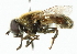  (Merodon albifrons - CNC DIPTERA 102231)  @14 [ ] CreativeCommons - Attribution (2011) CNC/CBG Photography Group Centre for Biodiversity Genomics