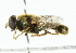  (Merodon avidus - CNC DIPTERA 102235)  @13 [ ] CreativeCommons - Attribution (2011) CNC/CBG Photography Group Centre for Biodiversity Genomics