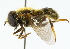  (Merodon funestus - CNC DIPTERA 102248)  @14 [ ] CreativeCommons - Attribution (2011) CNC/CBG Photography Group Centre for Biodiversity Genomics