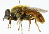  (Merodon mariae - CNC DIPTERA 102251)  @14 [ ] CreativeCommons - Attribution (2011) CNC/CBG Photography Group Centre for Biodiversity Genomics