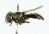  ( - CNC DIPTERA 102252)  @11 [ ] CreativeCommons - Attribution (2011) CNC/CBG Photography Group Centre for Biodiversity Genomics