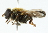  ( - CNC DIPTERA 102255)  @12 [ ] CreativeCommons - Attribution (2011) CNC/CBG Photography Group Centre for Biodiversity Genomics