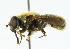  ( - CNC DIPTERA 102257)  @14 [ ] CreativeCommons - Attribution (2011) CNC/CBG Photography Group Centre for Biodiversity Genomics