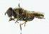  (Merodon sophron - CNC DIPTERA 102260)  @13 [ ] CreativeCommons - Attribution (2011) CNC/CBG Photography Group Centre for Biodiversity Genomics