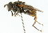  (Meromacrus cingulatus - CNC DIPTERA 102267)  @14 [ ] CreativeCommons - Attribution (2011) CNC/CBG Photography Group Centre for Biodiversity Genomics