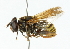  ( - CNC DIPTERA 102268)  @13 [ ] CreativeCommons - Attribution (2011) CNC/CBG Photography Group Centre for Biodiversity Genomics