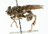  ( - CNC DIPTERA 102269)  @12 [ ] CreativeCommons - Attribution (2011) CNC/CBG Photography Group Centre for Biodiversity Genomics
