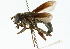  ( - CNC DIPTERA 102271)  @11 [ ] CreativeCommons - Attribution (2011) CNC/CBG Photography Group Centre for Biodiversity Genomics