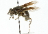  (Meromacrus niger - CNC DIPTERA 102272)  @14 [ ] CreativeCommons - Attribution (2011) CNC/CBG Photography Group Centre for Biodiversity Genomics
