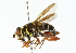  ( - CNC DIPTERA 102273)  @14 [ ] CreativeCommons - Attribution (2011) CNC/CBG Photography Group Centre for Biodiversity Genomics