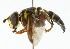  (Meromacrus panamensis - CNC DIPTERA 102274)  @11 [ ] CreativeCommons - Attribution (2011) CNC/CBG Photography Group Centre for Biodiversity Genomics
