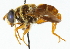  (Meromacrus ruficrus - CNC DIPTERA 102275)  @14 [ ] CreativeCommons - Attribution (2011) CNC/CBG Photography Group Centre for Biodiversity Genomics