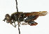  ( - CNC DIPTERA 102283)  @11 [ ] CreativeCommons - Attribution (2011) CNC/CBG Photography Group Centre for Biodiversity Genomics