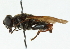  ( - CNC DIPTERA 102284)  @13 [ ] CreativeCommons - Attribution (2011) CNC/CBG Photography Group Centre for Biodiversity Genomics