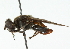  ( - CNC DIPTERA 102285)  @11 [ ] CreativeCommons - Attribution (2011) CNC/CBG Photography Group Centre for Biodiversity Genomics