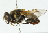  ( - CNC DIPTERA 102287)  @13 [ ] CreativeCommons - Attribution (2011) CNC/CBG Photography Group Centre for Biodiversity Genomics