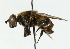  ( - CNC DIPTERA 102298)  @11 [ ] CreativeCommons - Attribution (2011) CNC/CBG Photography Group Centre for Biodiversity Genomics