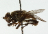  ( - CNC DIPTERA 102299)  @11 [ ] CreativeCommons - Attribution (2011) CNC/CBG Photography Group Centre for Biodiversity Genomics