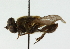  ( - CNC DIPTERA 102300)  @11 [ ] CreativeCommons - Attribution (2011) CNC/CBG Photography Group Centre for Biodiversity Genomics
