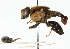  ( - CNC DIPTERA 102302)  @11 [ ] CreativeCommons - Attribution (2011) CNC/CBG Photography Group Centre for Biodiversity Genomics