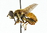  ( - CNC DIPTERA 102305)  @11 [ ] CreativeCommons - Attribution (2011) CNC/CBG Photography Group Centre for Biodiversity Genomics
