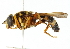  ( - CNC DIPTERA 102308)  @13 [ ] CreativeCommons - Attribution (2011) CNC/CBG Photography Group Centre for Biodiversity Genomics