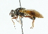  (Myolepta camillae - CNC DIPTERA 102311)  @13 [ ] CreativeCommons - Attribution (2011) CNC/CBG Photography Group Centre for Biodiversity Genomics