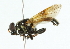  (Myolepta dubia - CNC DIPTERA 102312)  @13 [ ] CreativeCommons - Attribution (2011) CNC/CBG Photography Group Centre for Biodiversity Genomics