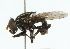 (Myolepta luctuosa - CNC DIPTERA 102313)  @11 [ ] CreativeCommons - Attribution (2011) CNC/CBG Photography Group Centre for Biodiversity Genomics