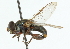  (Myolepta nausica - CNC DIPTERA 102315)  @11 [ ] CreativeCommons - Attribution (2011) CNC/CBG Photography Group Centre for Biodiversity Genomics
