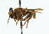  (Myolepta similis - CNC DIPTERA 102316)  @12 [ ] CreativeCommons - Attribution (2011) CNC/CBG Photography Group Centre for Biodiversity Genomics