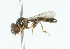  (Neoascia clausseni - CNC DIPTERA 102322)  @12 [ ] CreativeCommons - Attribution (2011) CNC/CBG Photography Group Centre for Biodiversity Genomics