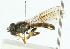  ( - CNC DIPTERA 102323)  @11 [ ] CreativeCommons - Attribution (2011) CNC/CBG Photography Group Centre for Biodiversity Genomics