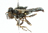  ( - CNC DIPTERA 102341)  @11 [ ] CreativeCommons - Attribution (2011) CNC/CBG Photography Group Centre for Biodiversity Genomics