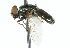  ( - CNC DIPTERA 102343)  @13 [ ] CreativeCommons - Attribution (2011) CNC/CBG Photography Group Centre for Biodiversity Genomics