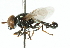  ( - CNC DIPTERA 102345)  @13 [ ] CreativeCommons - Attribution (2011) CNC/CBG Photography Group Centre for Biodiversity Genomics