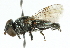  ( - CNC DIPTERA 102351)  @11 [ ] CreativeCommons - Attribution (2011) CNC/CBG Photography Group Centre for Biodiversity Genomics