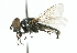  ( - CNC DIPTERA 102352)  @11 [ ] CreativeCommons - Attribution (2011) CNC/CBG Photography Group Centre for Biodiversity Genomics