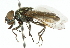  ( - CNC DIPTERA 102353)  @11 [ ] CreativeCommons - Attribution (2011) CNC/CBG Photography Group Centre for Biodiversity Genomics