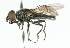  ( - CNC DIPTERA 102355)  @11 [ ] CreativeCommons - Attribution (2011) CNC/CBG Photography Group Centre for Biodiversity Genomics