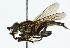  (Orthoprosopa - CNC DIPTERA 102364)  @13 [ ] CreativeCommons - Attribution (2011) CNC/CBG Photography Group Centre for Biodiversity Genomics