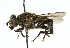  ( - CNC DIPTERA 102365)  @13 [ ] CreativeCommons - Attribution (2011) CNC/CBG Photography Group Centre for Biodiversity Genomics