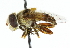  ( - CNC DIPTERA 102371)  @13 [ ] CreativeCommons - Attribution (2011) CNC/CBG Photography Group Centre for Biodiversity Genomics
