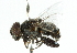  ( - CNC DIPTERA 102373)  @12 [ ] CreativeCommons - Attribution (2011) CNC/CBG Photography Group Centre for Biodiversity Genomics