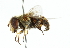  ( - CNC DIPTERA 102376)  @11 [ ] CreativeCommons - Attribution (2011) CNC/CBG Photography Group Centre for Biodiversity Genomics
