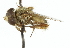  ( - CNC DIPTERA 102379)  @11 [ ] CreativeCommons - Attribution (2011) CNC/CBG Photography Group Centre for Biodiversity Genomics