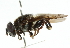  ( - CNC DIPTERA 102382)  @11 [ ] CreativeCommons - Attribution (2011) CNC/CBG Photography Group Centre for Biodiversity Genomics