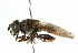  ( - CNC DIPTERA 102384)  @11 [ ] CreativeCommons - Attribution (2011) CNC/CBG Photography Group Centre for Biodiversity Genomics
