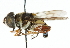  ( - CNC DIPTERA 102386)  @12 [ ] CreativeCommons - Attribution (2011) CNC/CBG Photography Group Centre for Biodiversity Genomics