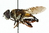  ( - CNC DIPTERA 102389)  @14 [ ] CreativeCommons - Attribution (2011) CNC/CBG Photography Group Centre for Biodiversity Genomics